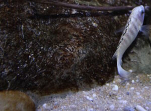 Labidochromis sp. 'nkali'